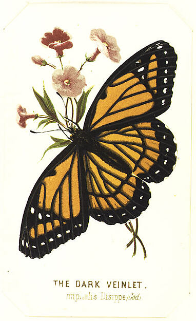 American Card Album Collector Set